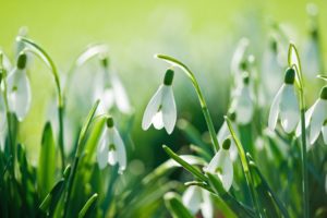 snowdrops, Nature, Flowers, Spring