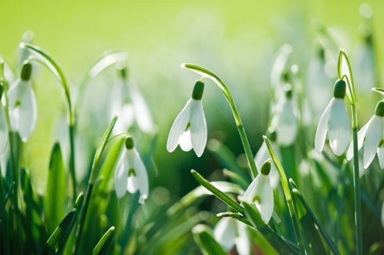 snowdrops, Nature, Flowers, Spring HD Wallpaper Desktop Background