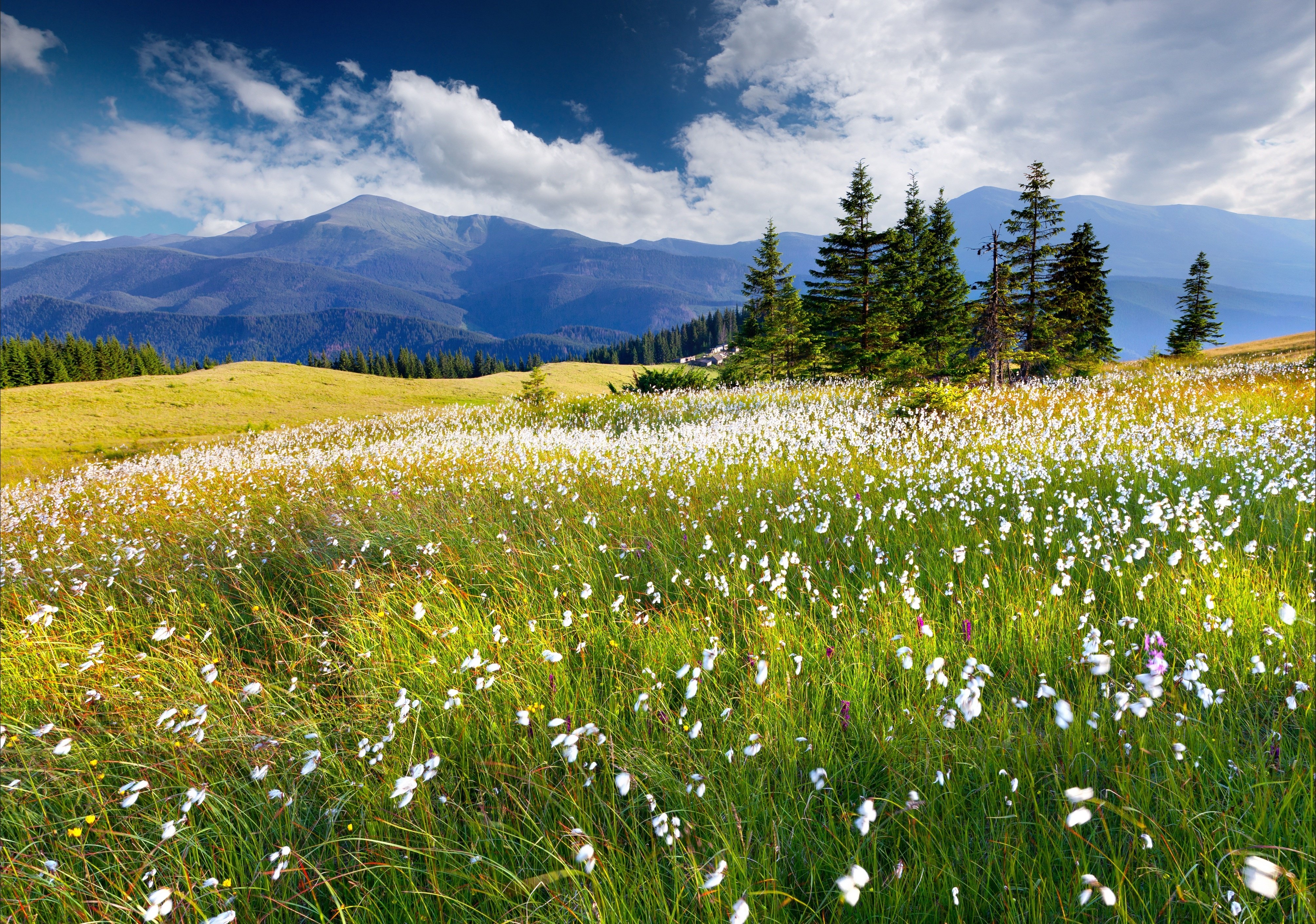 trees, Flowers, Mountains, Clouds Wallpaper