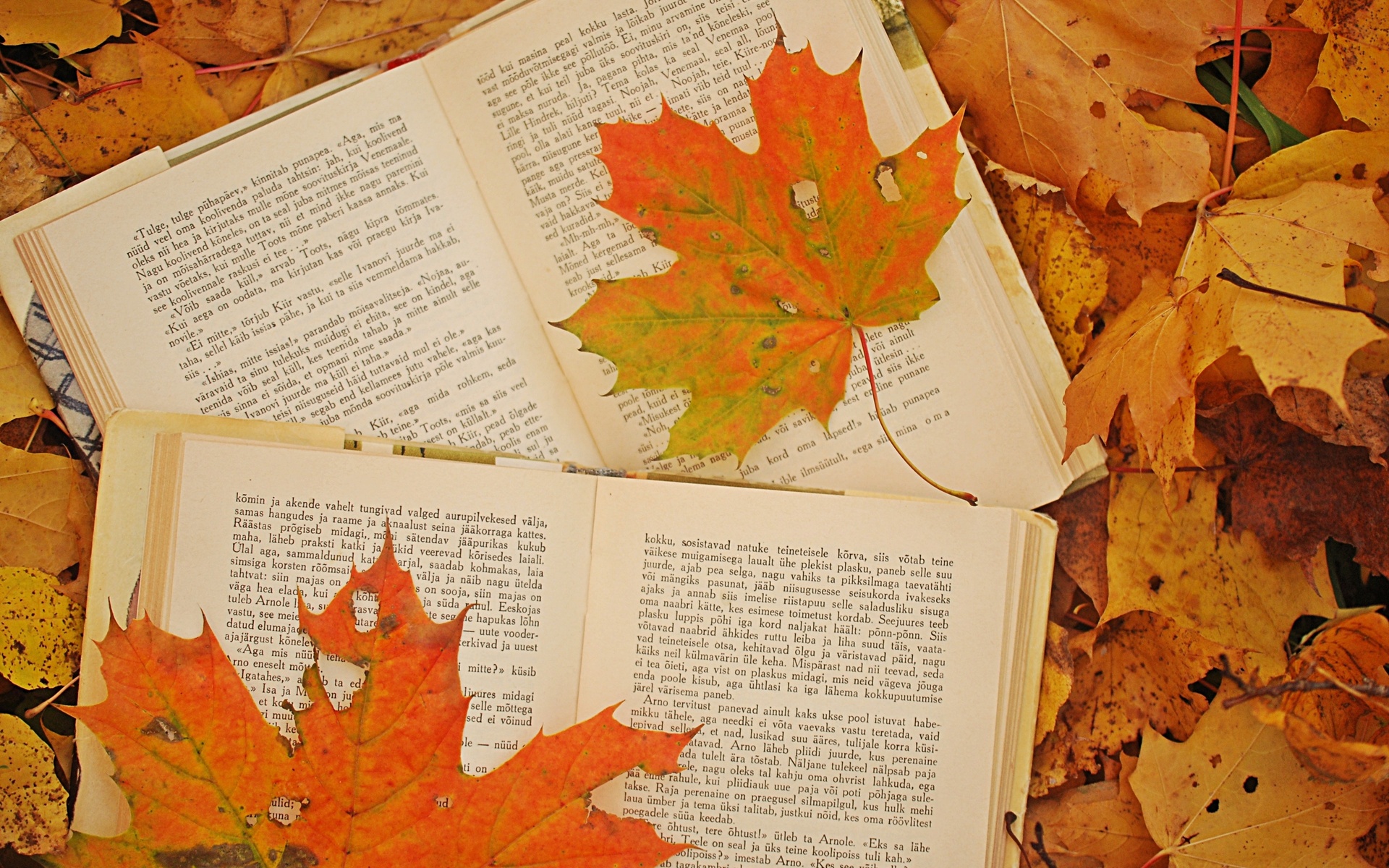 bokeh, Mood, Book, Autumn, Fall Wallpaper