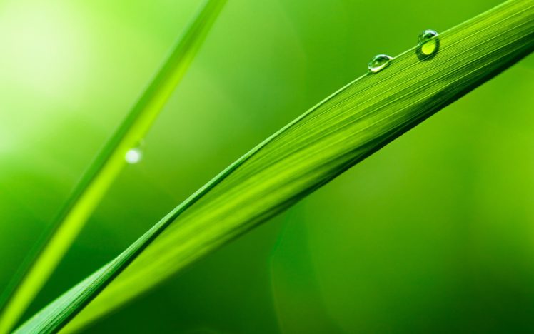 green, Nature, Leaves, Plants, Water, Drops, Macro, Depth, Of, Field HD Wallpaper Desktop Background