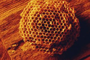 nature, Wood, Macro, Honeycomb