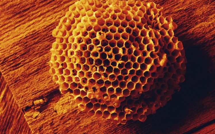 nature, Wood, Macro, Honeycomb HD Wallpaper Desktop Background