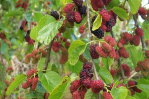 fruits, Mulberries