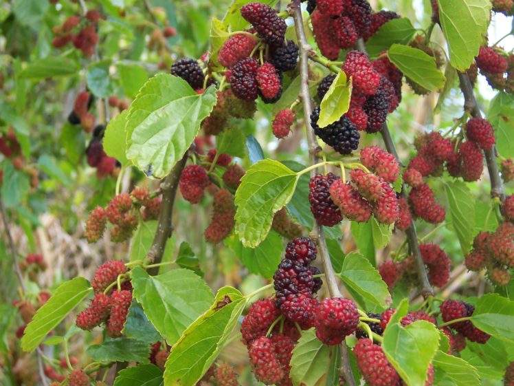 fruits, Mulberries HD Wallpaper Desktop Background