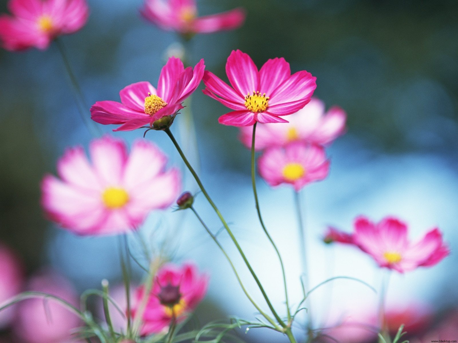 nature, Flowers, Pink, Flowers, Cosmos, Flower Wallpaper
