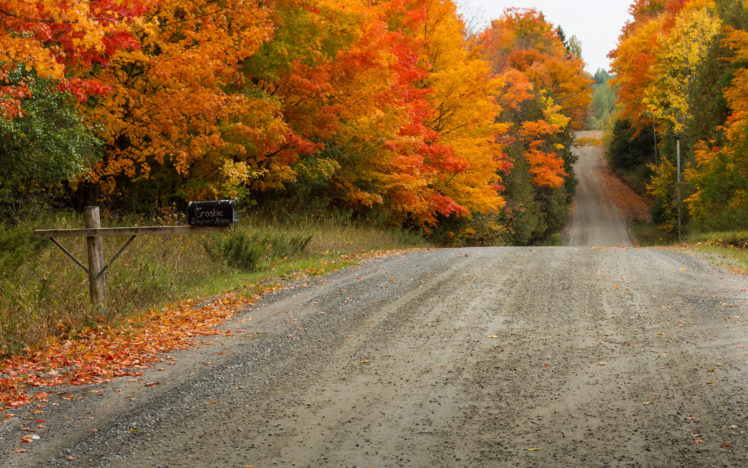 trees, Nature, Autumn, Fall HD Wallpaper Desktop Background