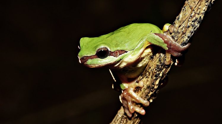 animals, Frogs, Amphibians HD Wallpaper Desktop Background