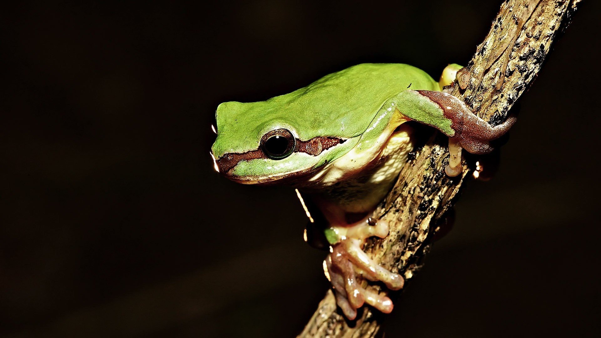animals, Frogs, Amphibians Wallpaper