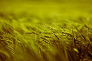 nature, Plants, Depth, Of, Field, Barley