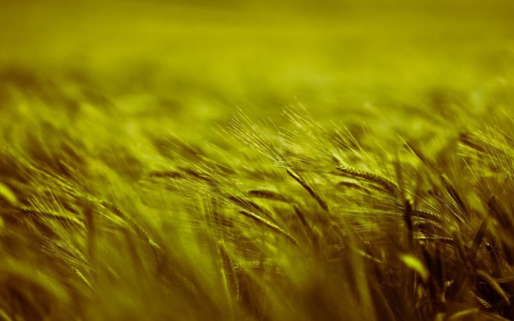 nature, Plants, Depth, Of, Field, Barley HD Wallpaper Desktop Background