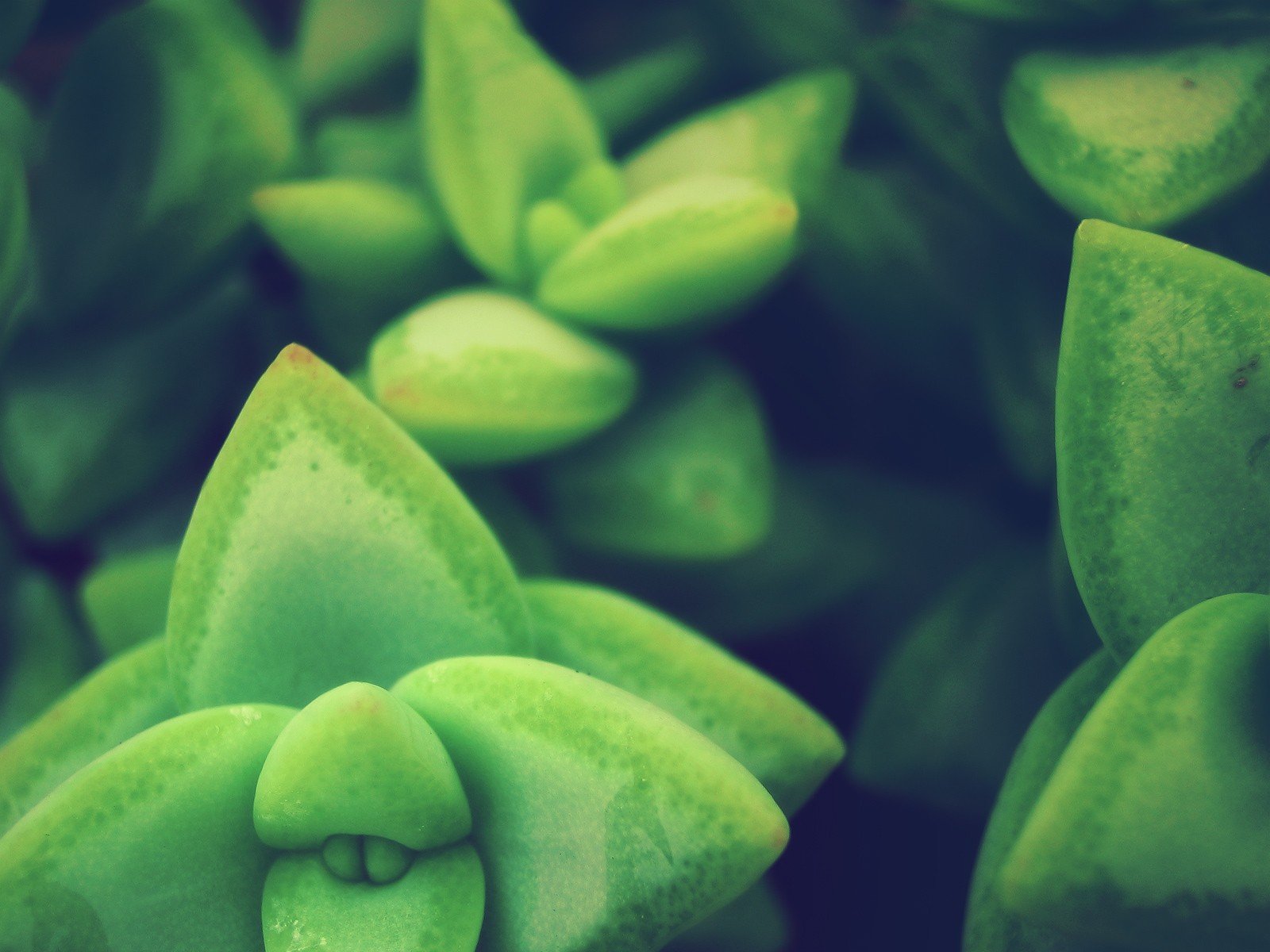 nature, Plants, Macro, Depth, Of, Field, Cluster Wallpaper