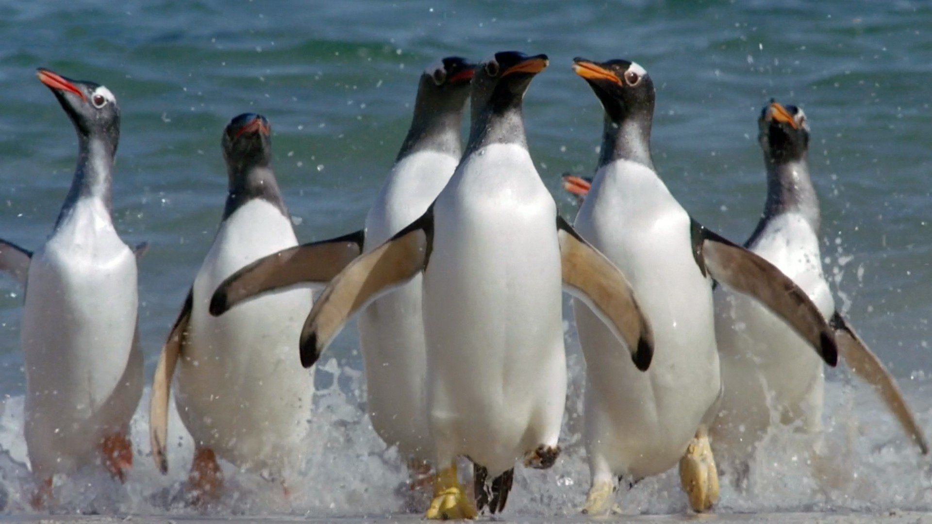 nature, Birds, Animals, Frozen, Sea Wallpaper