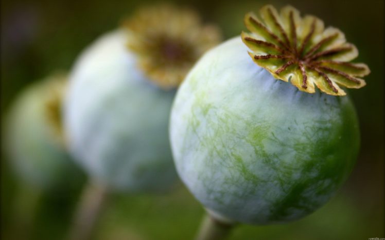 nature, Macro, Poppy HD Wallpaper Desktop Background