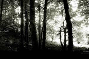 trees, Forests, Grayscale, Monochrome