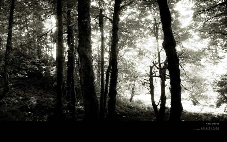 trees, Forests, Grayscale, Monochrome HD Wallpaper Desktop Background