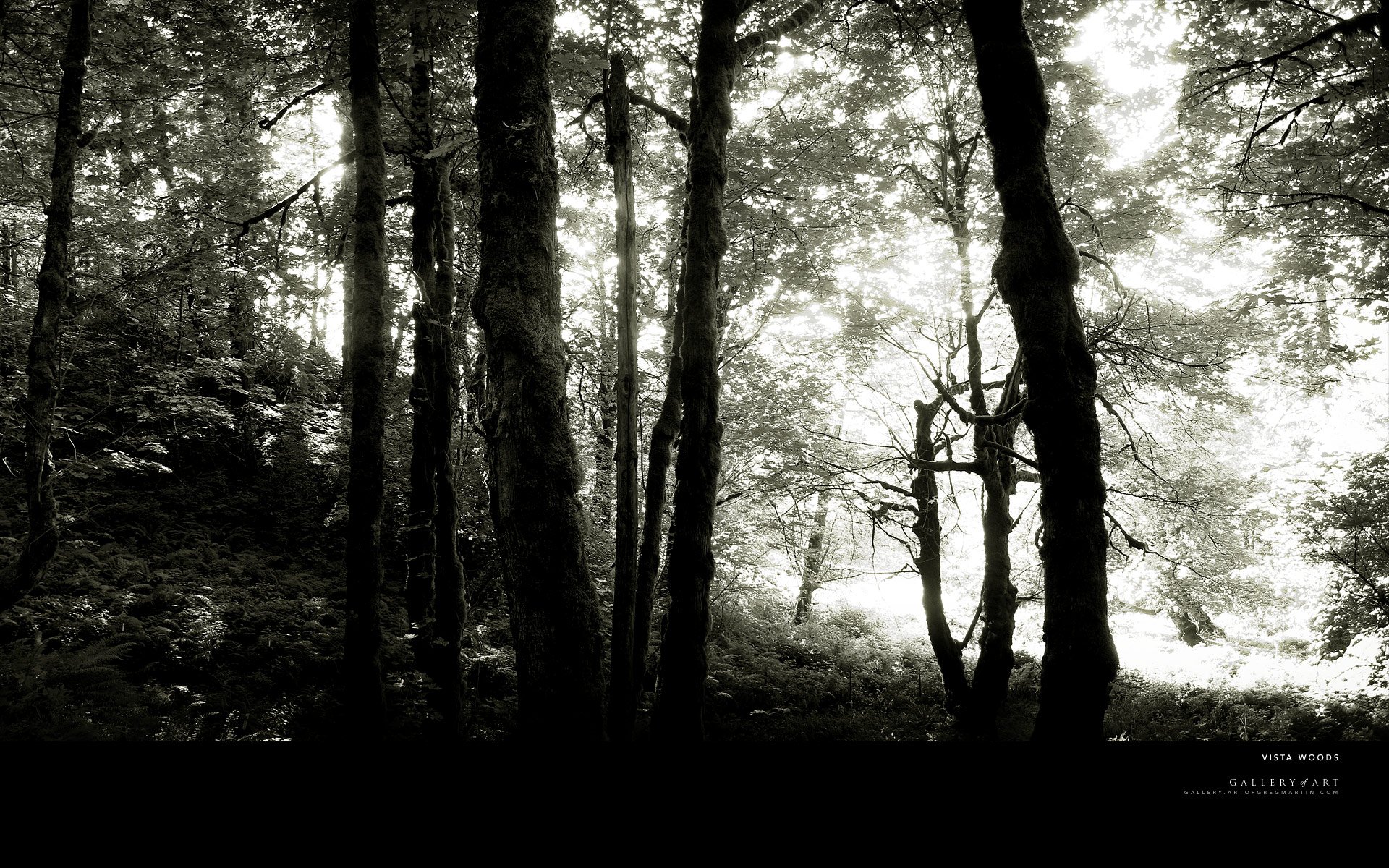 trees, Forests, Grayscale, Monochrome Wallpaper