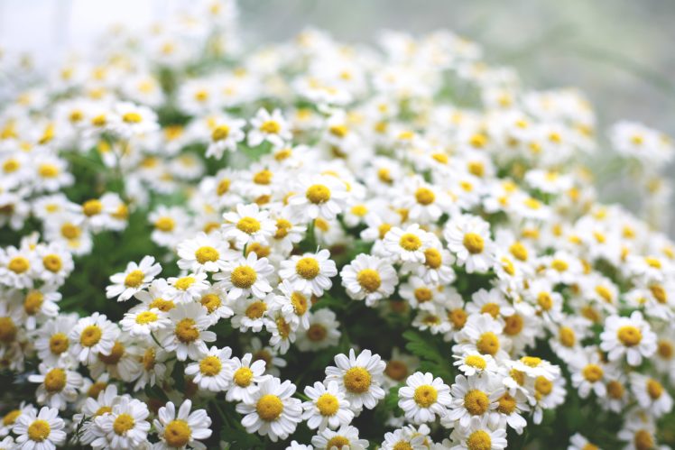 daisies, Flowers, Macro, Green, Morning HD Wallpaper Desktop Background