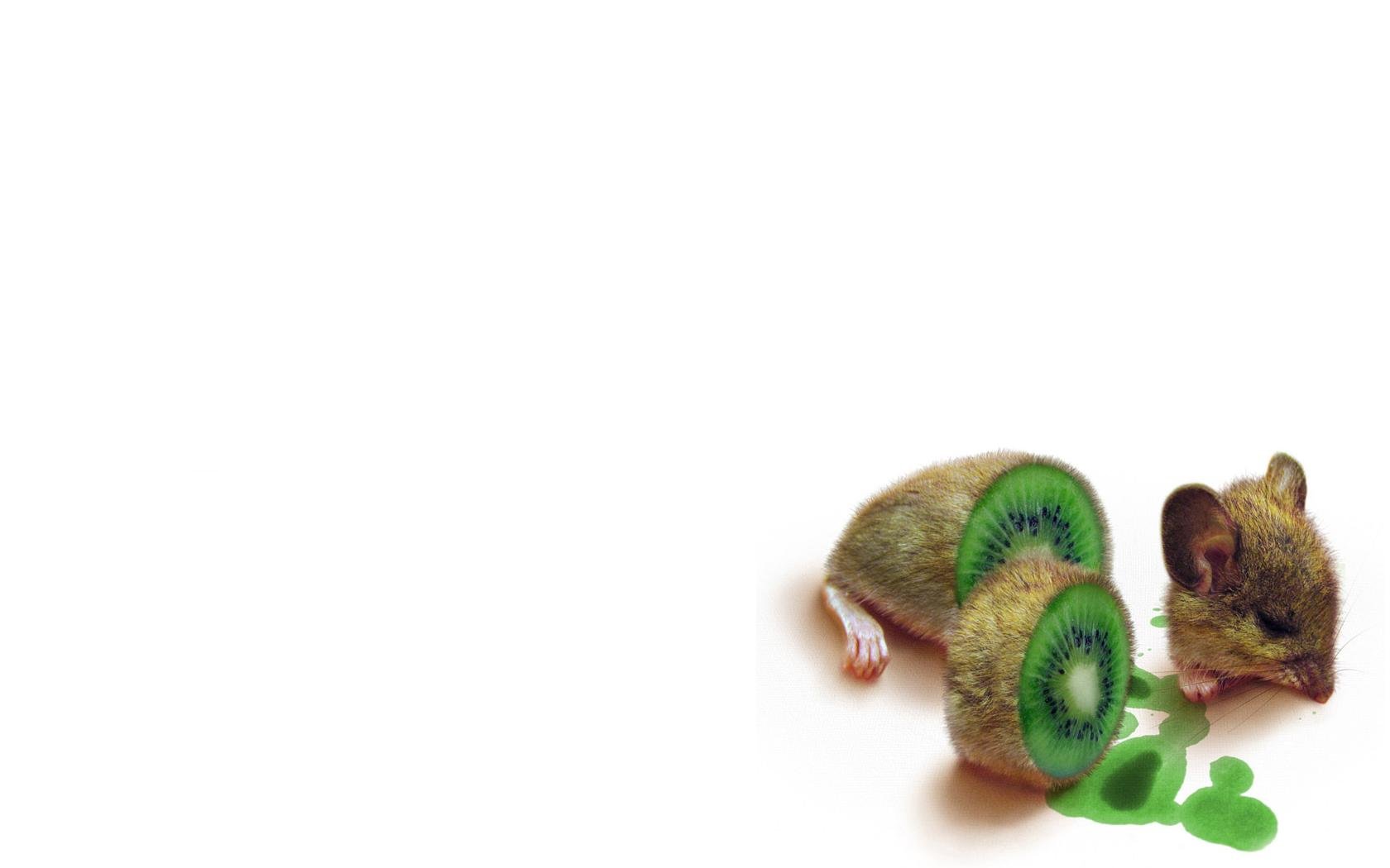 kiwi Wallpaper