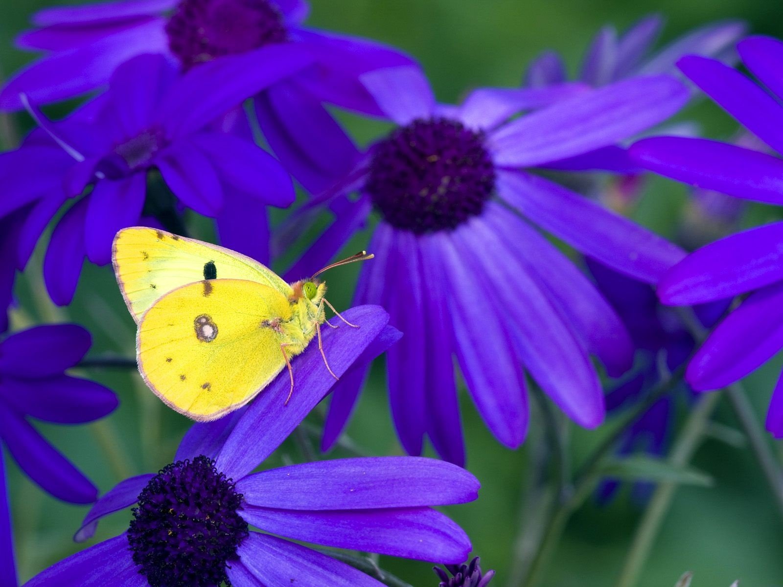 nature, Flowers, Purple, Flowers, Butterflies Wallpaper