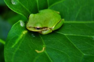 green, Nature, Frogs, Amphibians