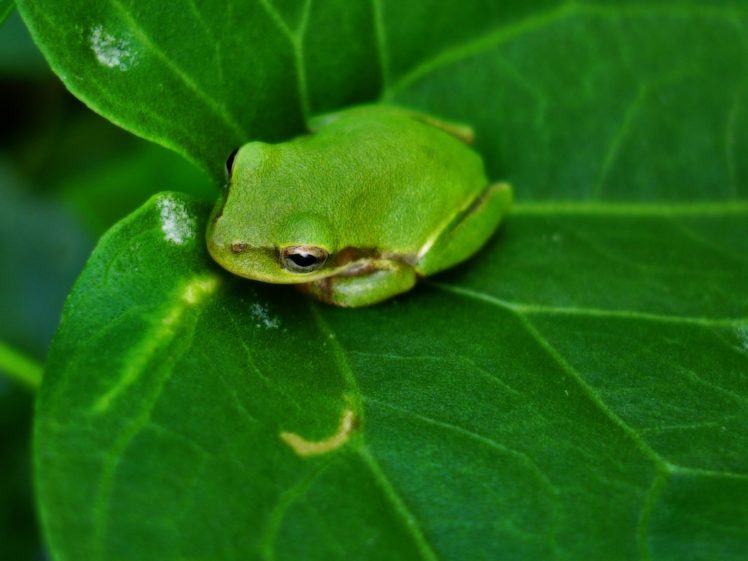 green, Nature, Frogs, Amphibians HD Wallpaper Desktop Background