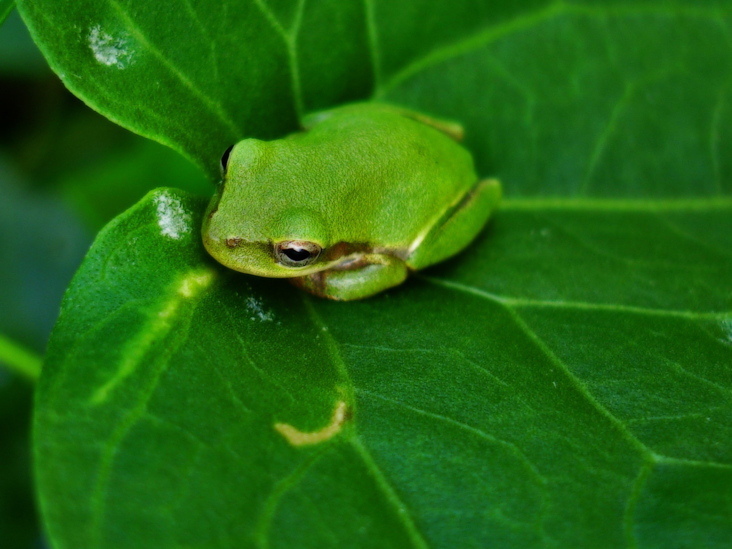 green, Nature, Frogs, Amphibians Wallpaper