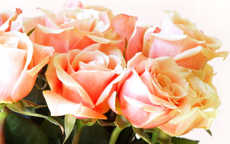 bouquet, Valentine HD Wallpaper Desktop Background