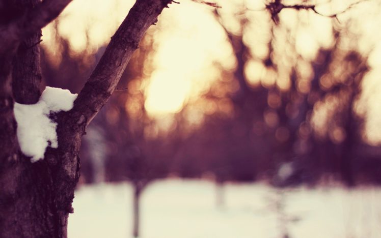 sunset, Nature, Winter, Snow, Trees, Macro, Depth, Of, Field, Branches HD Wallpaper Desktop Background