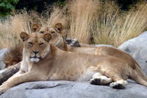 animals, Lions, Zoo