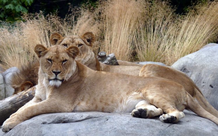animals, Lions, Zoo HD Wallpaper Desktop Background