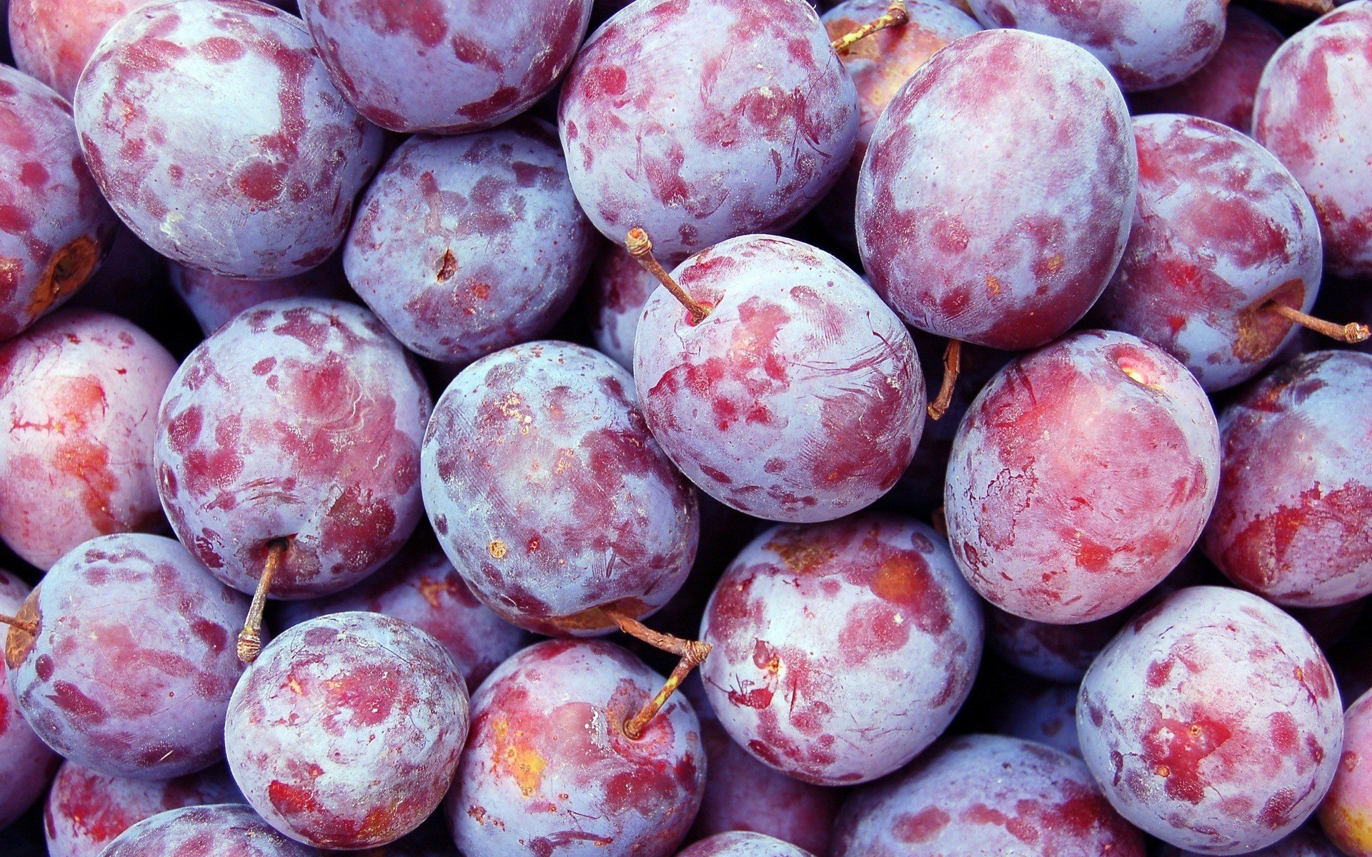 close up, Fruits, Plums, Plum Wallpaper