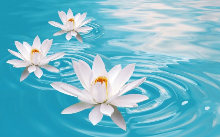 bokeh, Mood, Zen, Flowers, Water, Relax HD Wallpaper Desktop Background