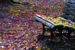 autumn, Leaves, Bench, Fallen, Leaves