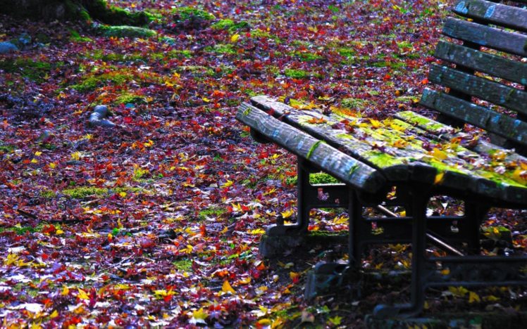 autumn, Leaves, Bench, Fallen, Leaves HD Wallpaper Desktop Background