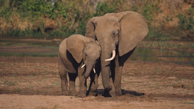 animals, National, Elephants, African, Kenya, Baby, Elephant, Baby, Animals HD Wallpaper Desktop Background