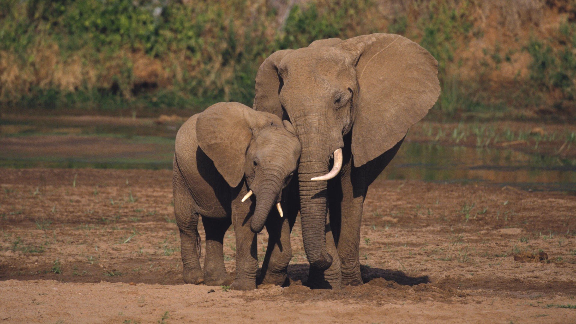 animals, National, Elephants, African, Kenya, Baby, Elephant, Baby, Animals Wallpaper