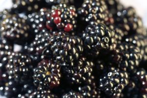 fruits, Berries, White, Background, Blackberries