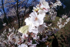 nature, Cherry, Blossoms, Insects, Butterflies
