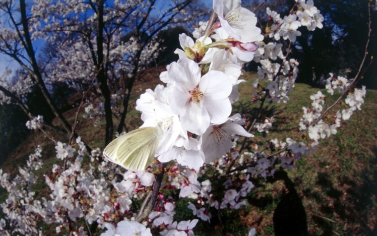 nature, Cherry, Blossoms, Insects, Butterflies HD Wallpaper Desktop Background