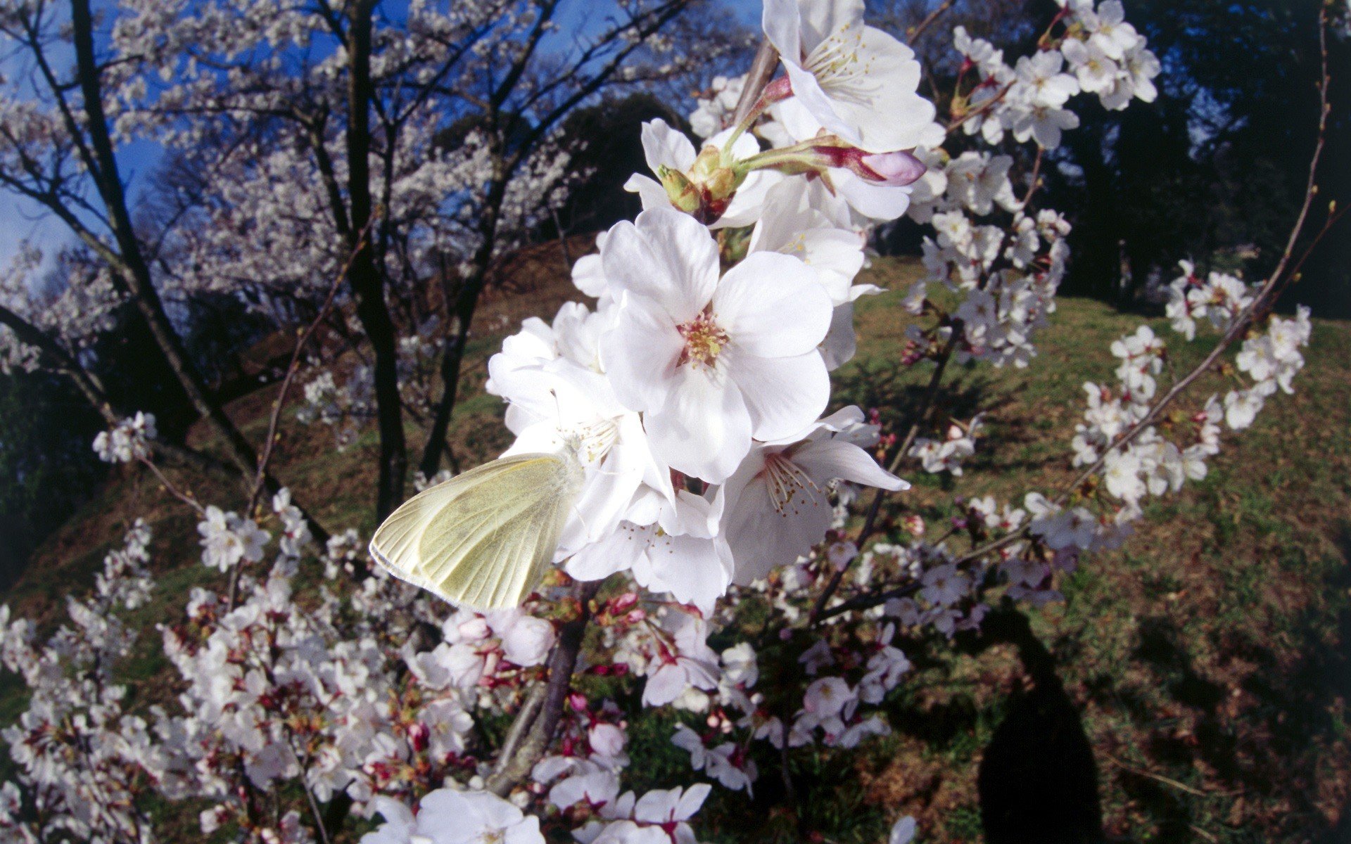 nature, Cherry, Blossoms, Insects, Butterflies Wallpaper