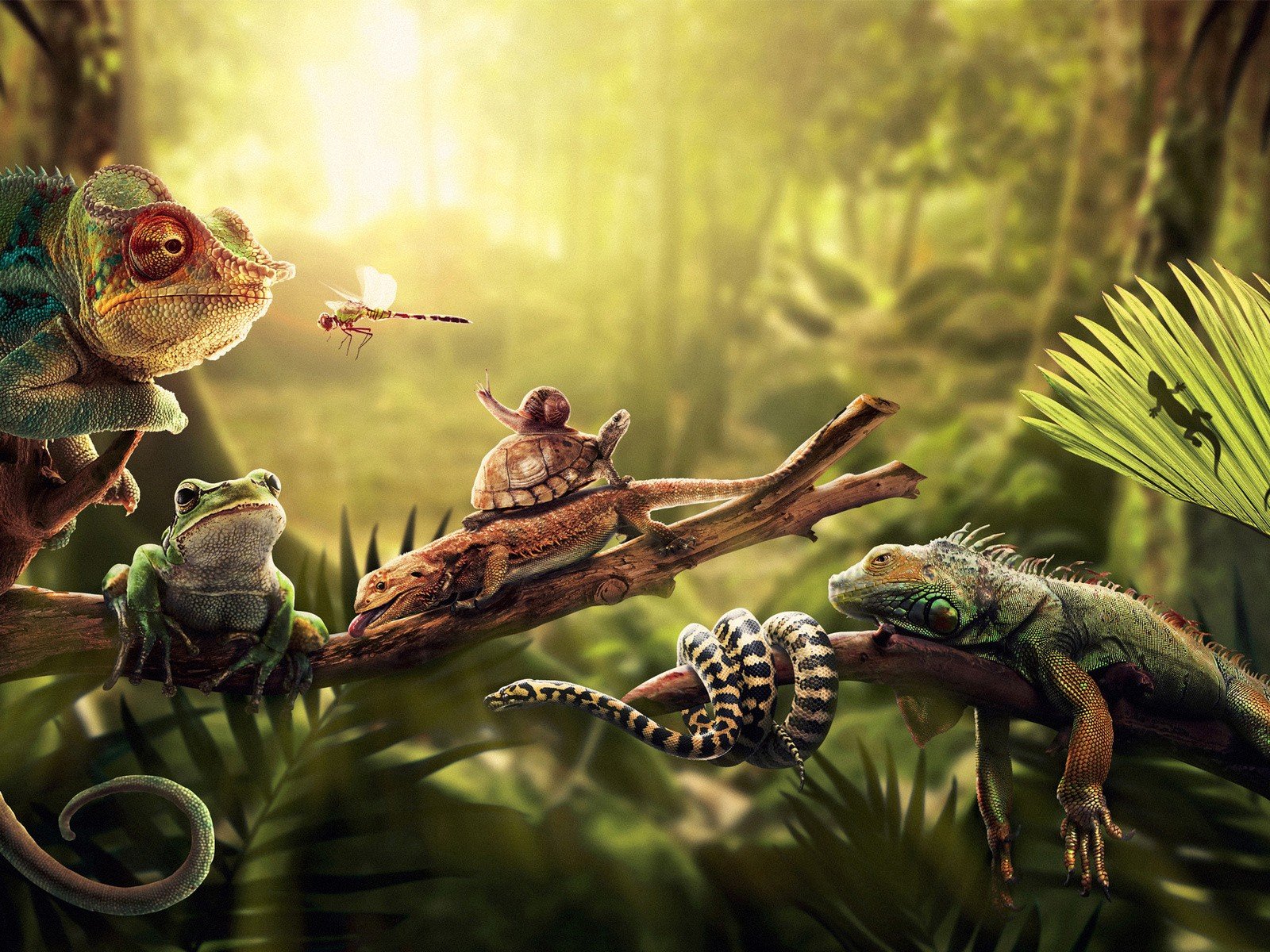 forests, Insects, Chameleons, Turtles, Snakes, Frogs, Snails, Reptiles, Iguana, Amphibians, Palm, Leaves Wallpaper