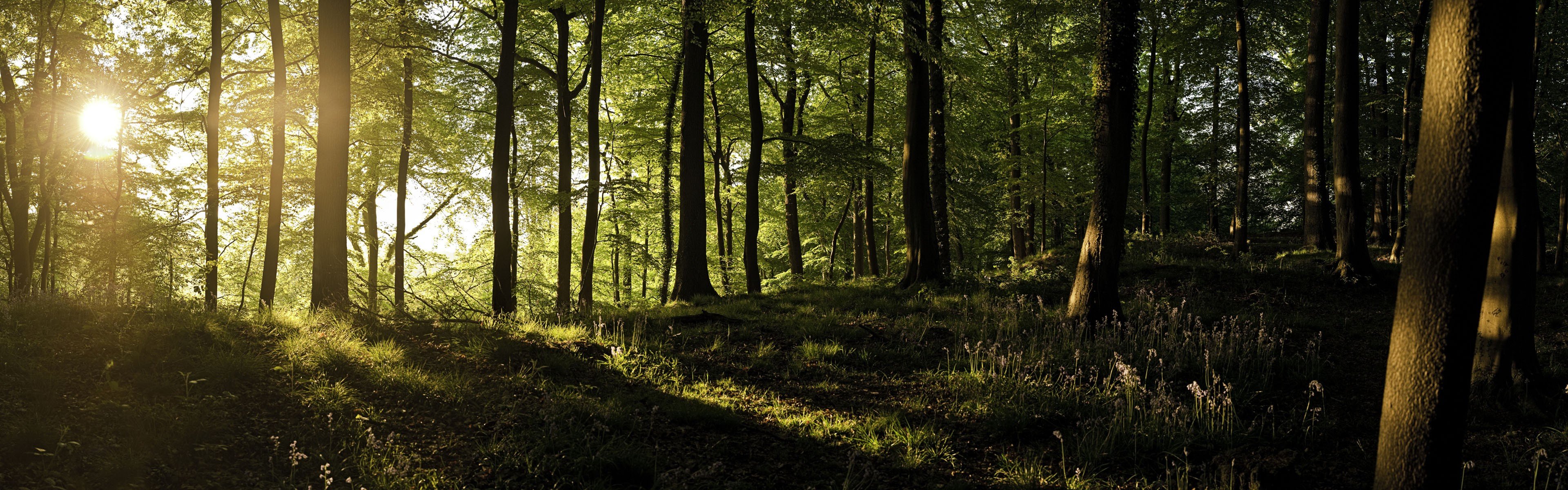 trees, England, Forests, Sunlight, United, Kingdom, Panorama Wallpaper