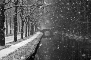 landscapes, Winter, Trees, Snow, Flakes, Storm, Blizzard