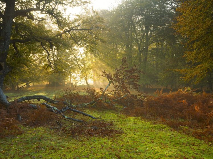 nature, England, Wood, Mark, Ash HD Wallpaper Desktop Background