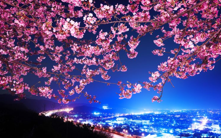 mimura, Japan, Sakura, Cherry, Blossom, Highway, City, Night, Trees, Flowers, Blossoms HD Wallpaper Desktop Background