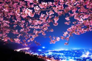 mimura, Japan, Sakura, Cherry, Blossom, Highway, City, Night, Trees, Flowers, Blossoms
