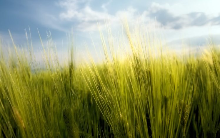 clouds, Landscapes, Nature, Grass, Fields, Wheat, Grain, Macro, Skyscapes HD Wallpaper Desktop Background