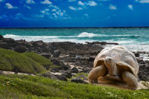 turtle, Beaches, Ocean