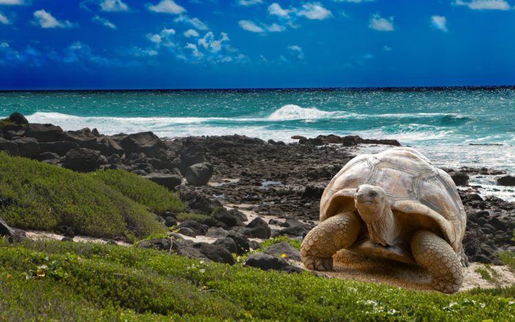 turtle, Beaches, Ocean HD Wallpaper Desktop Background